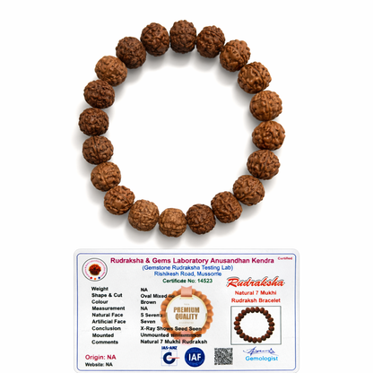 7 Mukhi Rudraksha Bracelet