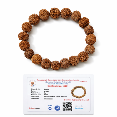 Dhivarashi 6 Mukhi Rudraksha Bracelet - Natural Elastic Seeds Lord Kartikeya Focus Willpower Concentration Spiritual Beads
