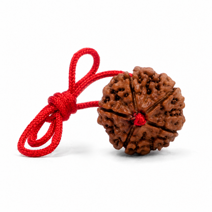 Dhivarashi Nepal 5 Mukhi Rudraksha | Lab Certified | 20–22mm