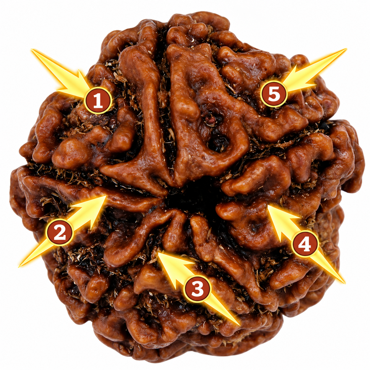 Dhivarashi Nepal 5 Mukhi Rudraksha | Lab Certified | 20–22mm