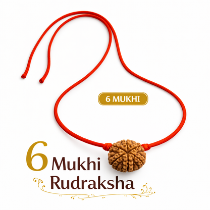 Natural Rudraksha (2 to 7 Mukhi) | Traditionally Prepared – Dhivarashi