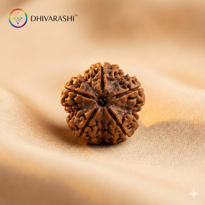 Natural 5 Mukhi Rudraksha bead from Nepal origin (17mm–22mm), certified and traditionally prepared
